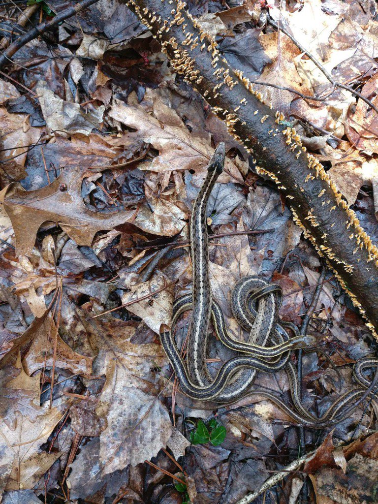 PSU_Forester's tweet photo. 5 gardener snakes decided to spill out of a hollow log when #psuforestry students were measuring trees in the area https://t.co/hVVwSu3mlG