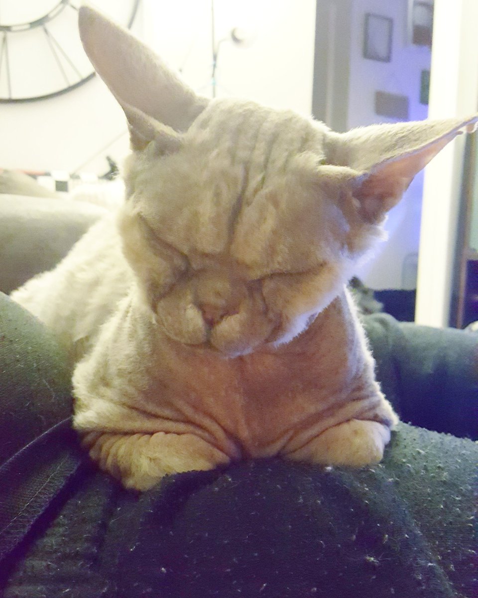 ThorTheDevonRex's tweet photo. Favorite spot- hooman dad's lap! #favouritespot #devonrexcats #devonrexcatsofinstagram #melbournecats #thor #catsofinstagram https://t.co/lvRDNjQAqw