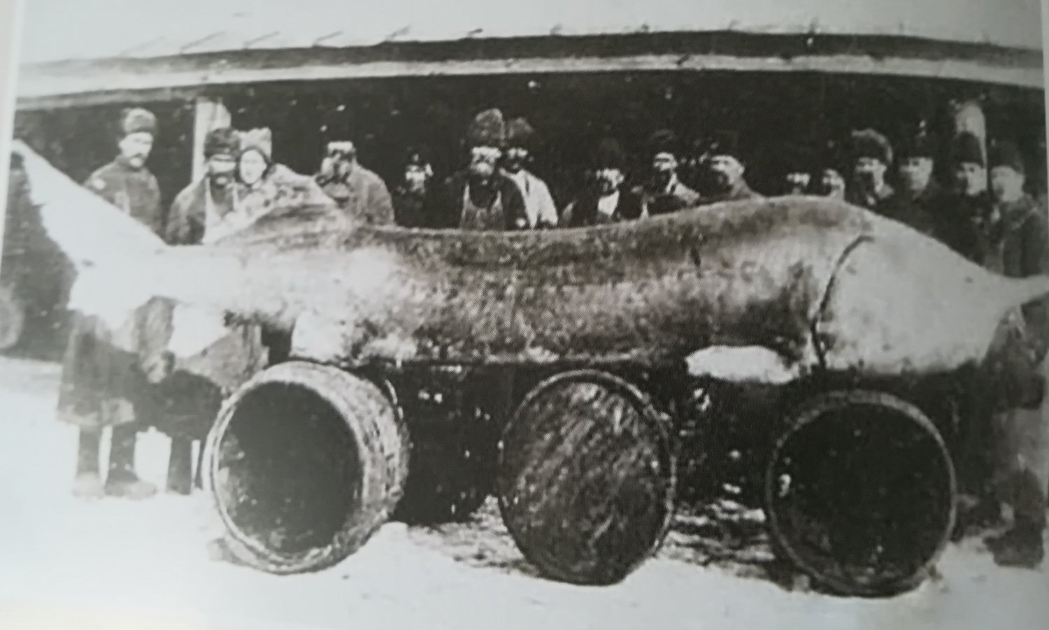 Белуга в Азовском море в 1921