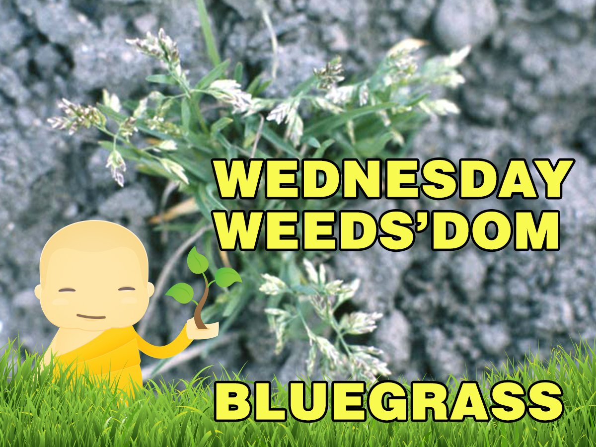 WeedProLawnCare's tweet photo. It's time for some Wednesday Weeds'Dom - Click to learn more.
#weeds #weedpro https://t.co/RyDOVrv0LE https://t.co/M19SW8DX0X