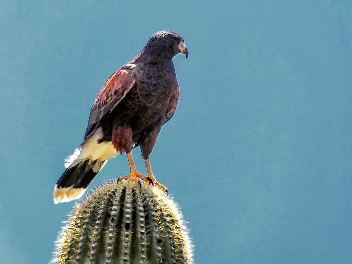 PBPADV's tweet photo. Harris Hawk seen at the Sonoran Desert Museum in Tucson, Arizona.
#wildlifephotography #Arizona #Tucson #desert #Adventure #springbreak https://t.co/vBPRWRt7Ej