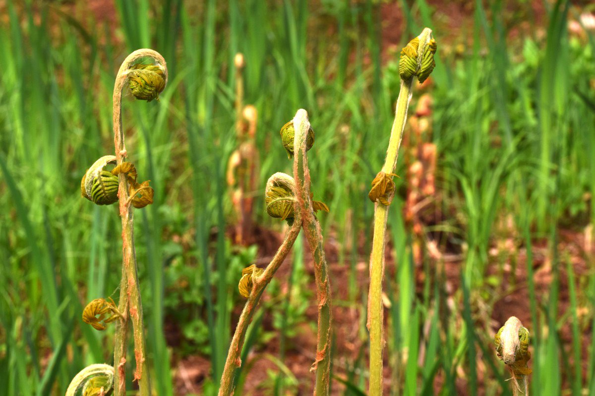 hsauquet_bgsyd's tweet photo. #discoverplants of the day: Osmunda regalis (#Osmundaceae), @u_psud campus, Orsay, France #ferns #SpringInOrsay https://t.co/fwN8nlq70C