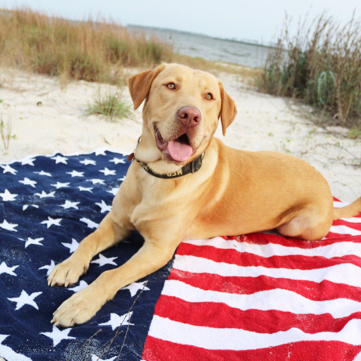 Your pup's face when you find out that beach blankets are just $49 today! Link in bio 🇺🇸 #fraternitycollection