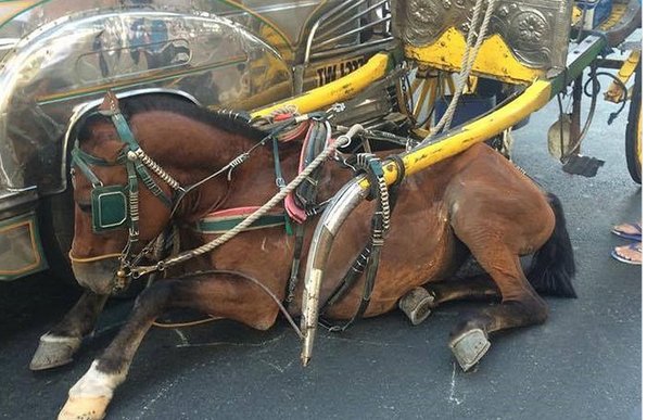 Every year, the list of horse-drawn carriage accidents grows. 

ENOUGH IS ENOUGH. #BanHorseCarriages
