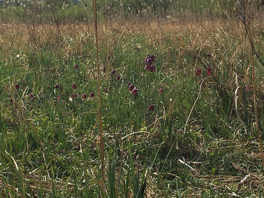 Snakeheads out in force #iffleymeadows #oxford