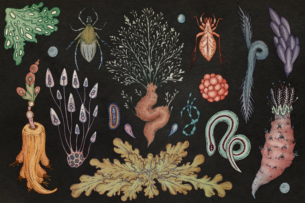 The Hidden World Under Our Feet ~ nytimes.com/2013/05/12/opi…  #soils #biodiversity #environment #erc