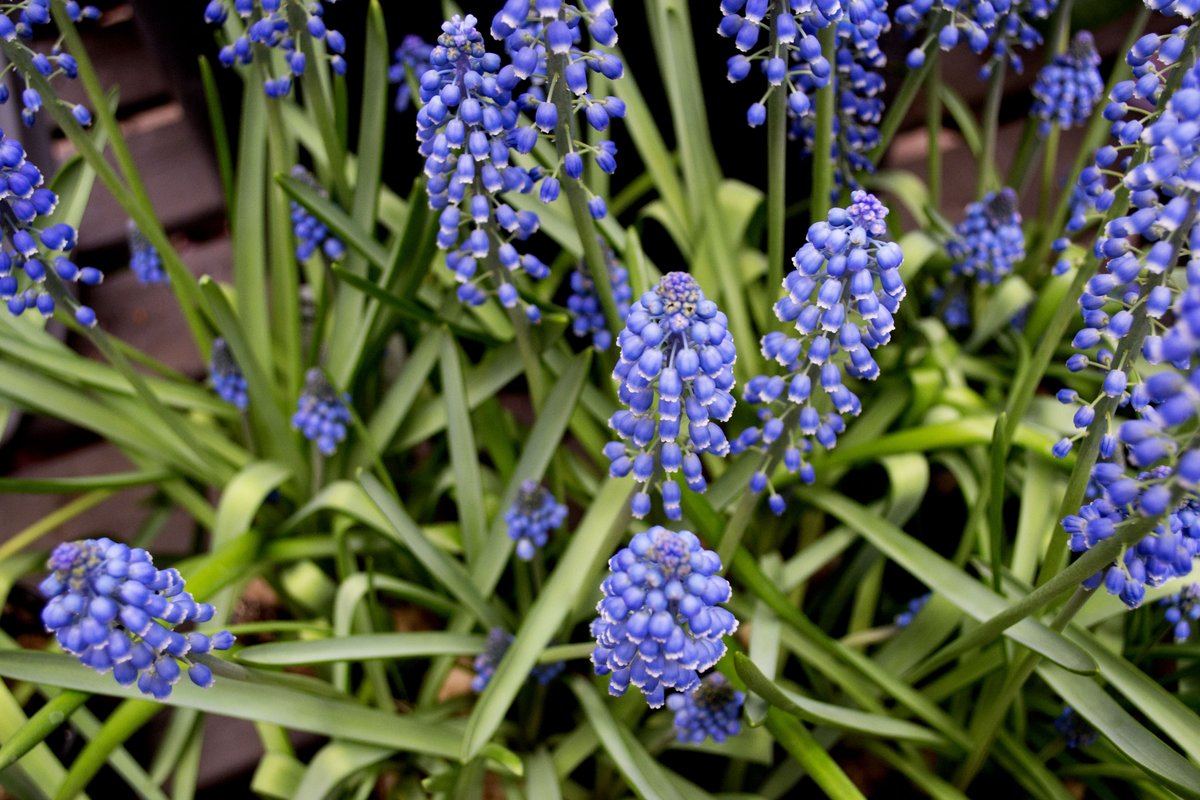SheridNurseries's tweet image. Fragrant, tiny clusters of purplish-blue bell shaped blooms make Muscari a lovely sight in #spring! #flowers