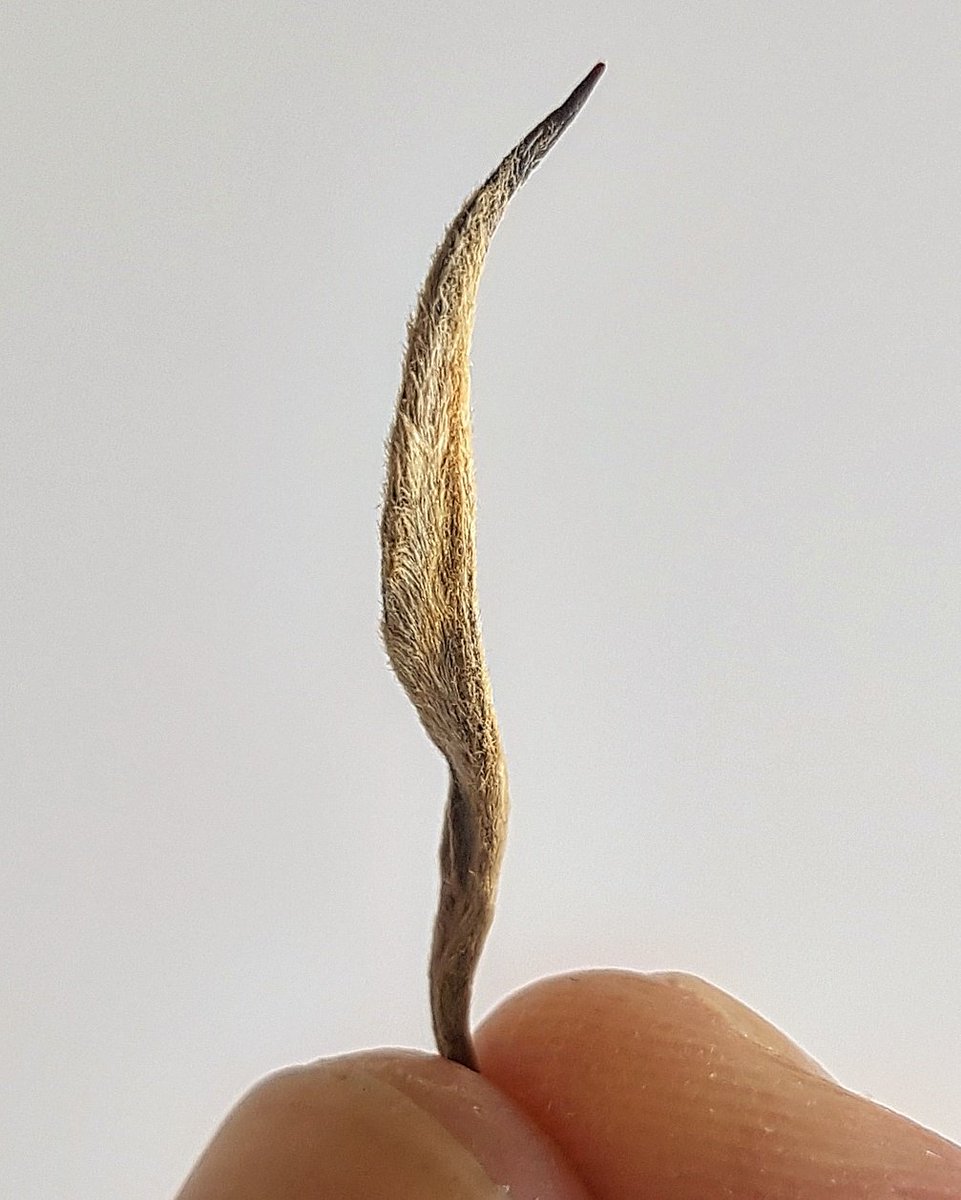 Love the golden fuzz on this Kenyan Golden Needles tea. Bursting with fruity apricot flavours from <a href="/What_Cha_Tea/">What-Cha</a> . #foodporn