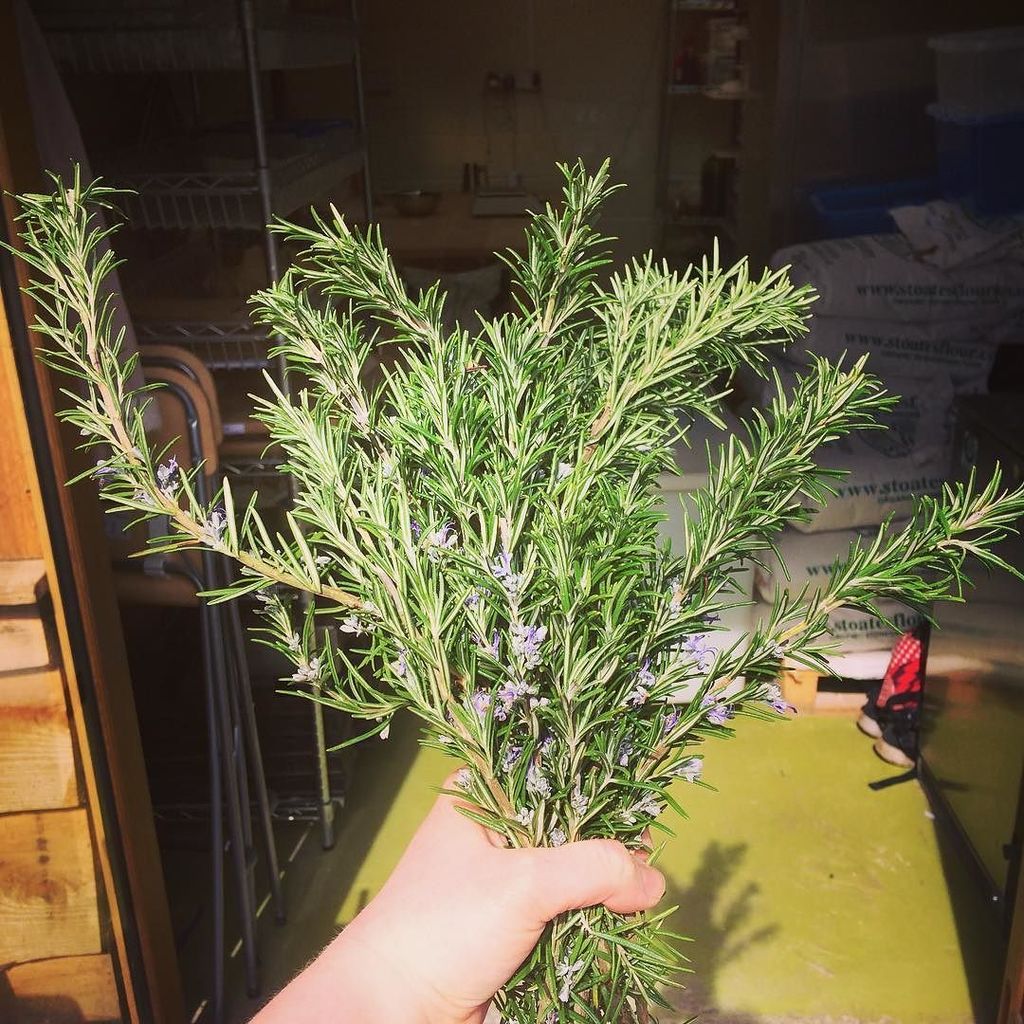whitepostbakery's tweet photo. Lovely rosemary from @steepholding ready for this weeks focaccia #eatlocal #wellington #somerset https://t.co/dWxGT2PnTZ https://t.co/ik6D1oP0LD
