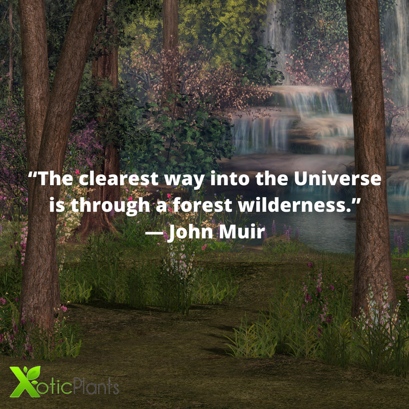 XoticPlants's tweet photo. “The clearest way into the Universe is through a forest wilderness.” ― John Muir #gardening #flowers #plants #quote #inspirationalquote https://t.co/QwCONBRdid