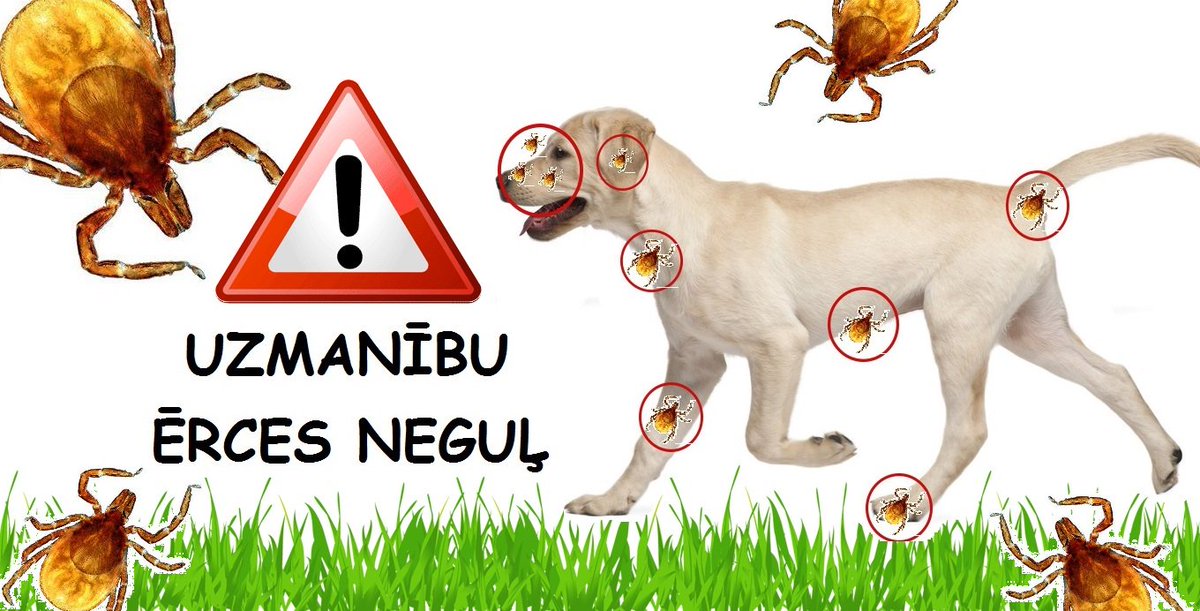 Ievēro- ērču aktīvā sezona sākas jau agrā pavasarī! Padomājiet laikus  par ērču atbaidīšanas preparātiem,lai pasargātu savus mīluļus!