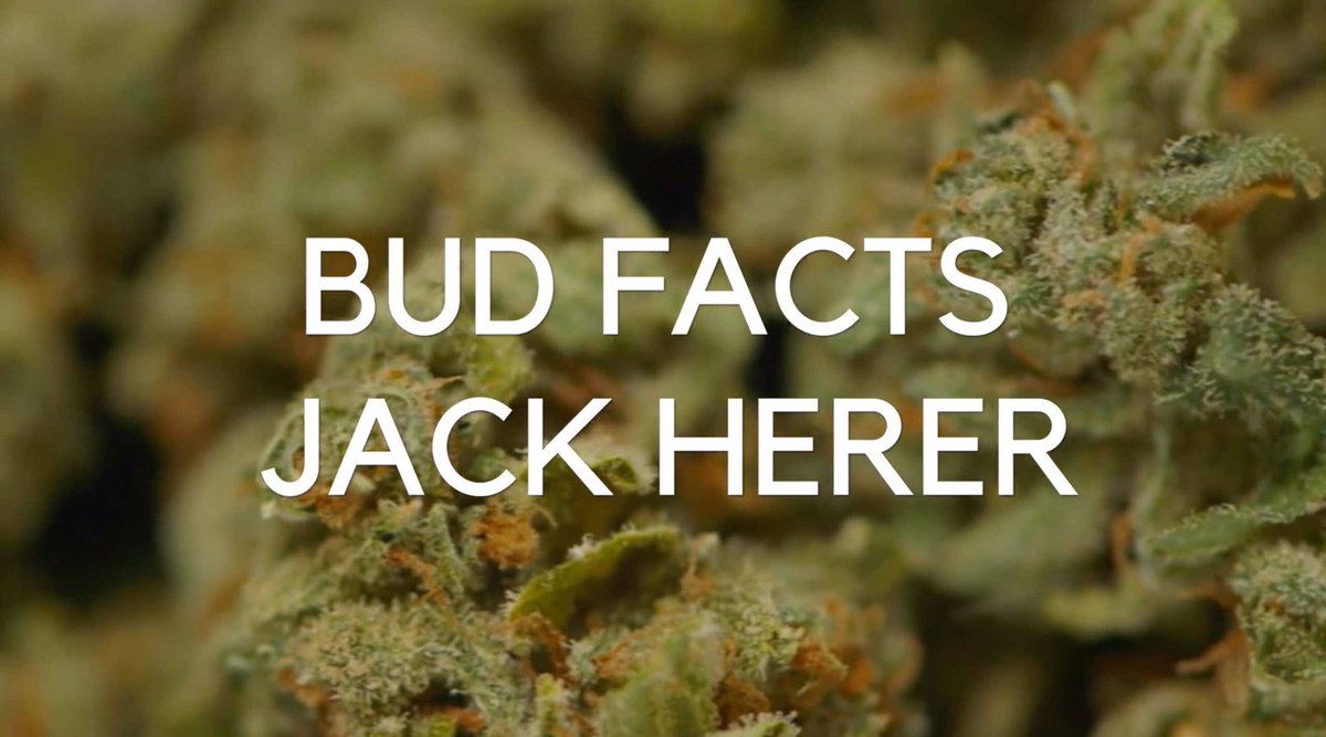 ismokemedia's tweet photo. Visit our Facebook page to watch our new #BudFacts video about the Jack Herer #cannabis Strain bred by @sensiseeds https://t.co/9n96jmLSbN https://t.co/b2lj1G8VDN