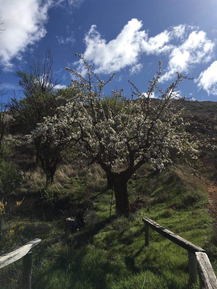 Bodegas_Arbas's tweet photo. Piñel de arriba. #BodegasArbas https://t.co/KzKiHMaDw9