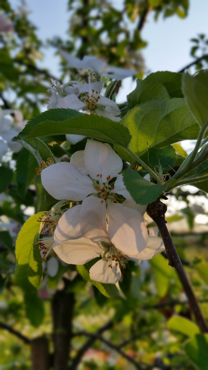 ilsettolo's tweet photo. As promised... ππ #peachblossom #appleblossom
.
#spring #LeoVanin #Valdobbiadene #Settolo #biodiversity #biodiversita https://t.co/QKEN2MbnpW