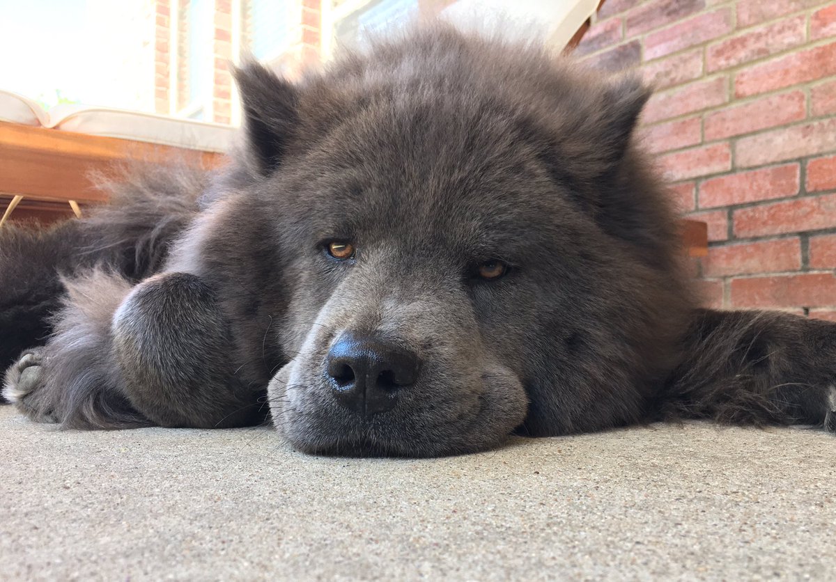 _carrienet_'s tweet image. 😍 #dogsoftwitter #chowchow #bluechow