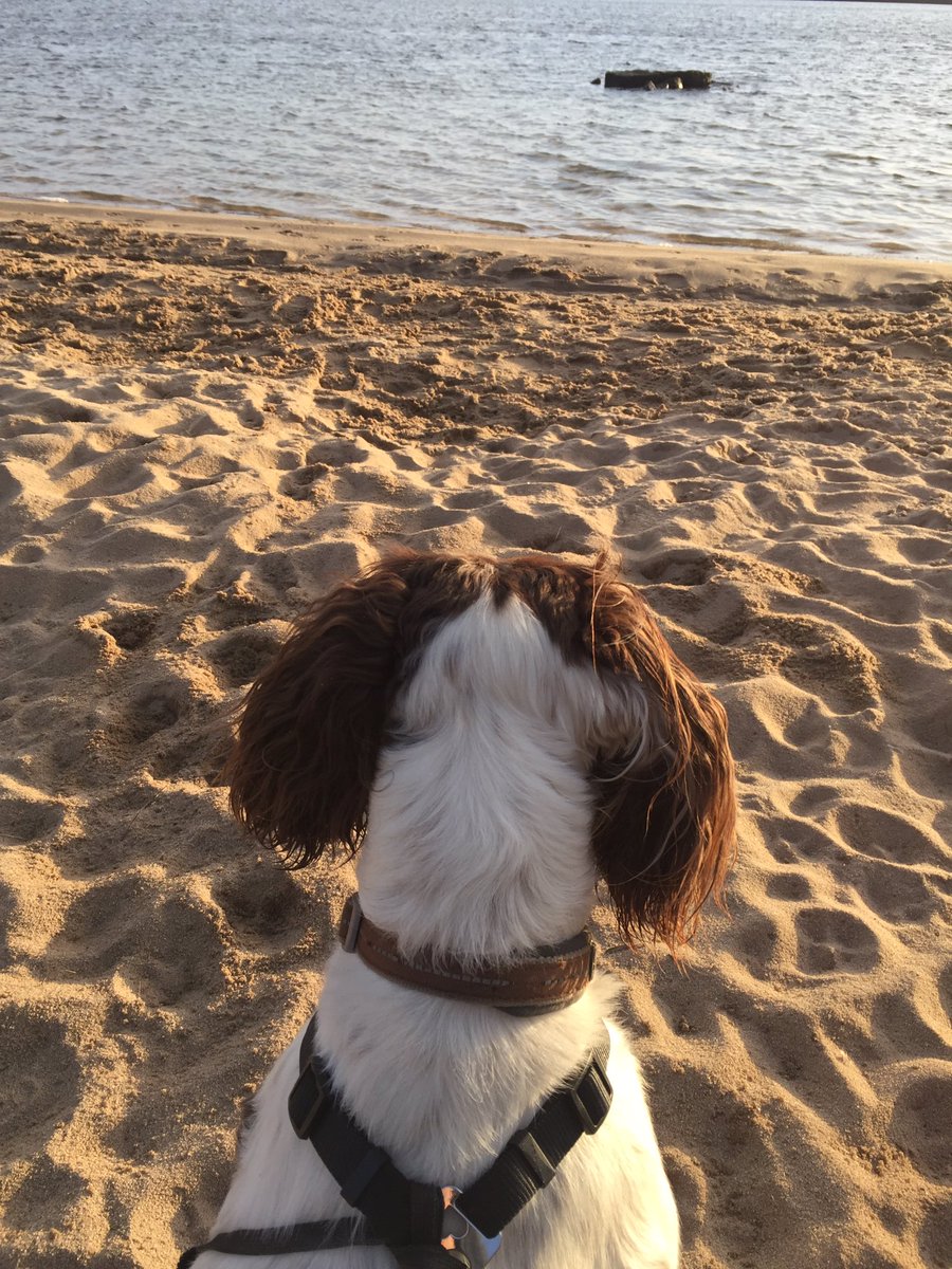 RubyRubyduby1's tweet image. Love it when mum has a stressful day because she grabs my lead and takes me walkies !!!😉👍🐶