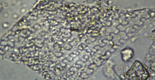 TwoRains Project (@tworains) on Twitter photo Today's post by <a href="/DrJenniferBates/">Dr Jennifer 'JB' Bates</a> is about archaeobotany at a micro-scale!
arch.cam.ac.uk/research/proje… Today's post by <a href="/DrJenniferBates/">Dr Jennifer 'JB' Bates</a> is about archaeobotany at a micro-scale!
arch.cam.ac.uk/research/proje…