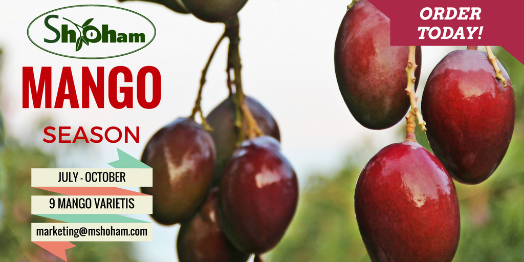 miriam_shoham's tweet photo. Shoham Mango season is coming.
This is the right time to set up an initial order plan.
Contact us at : marketing@mshoham.com https://t.co/fWOT5H1zYE
