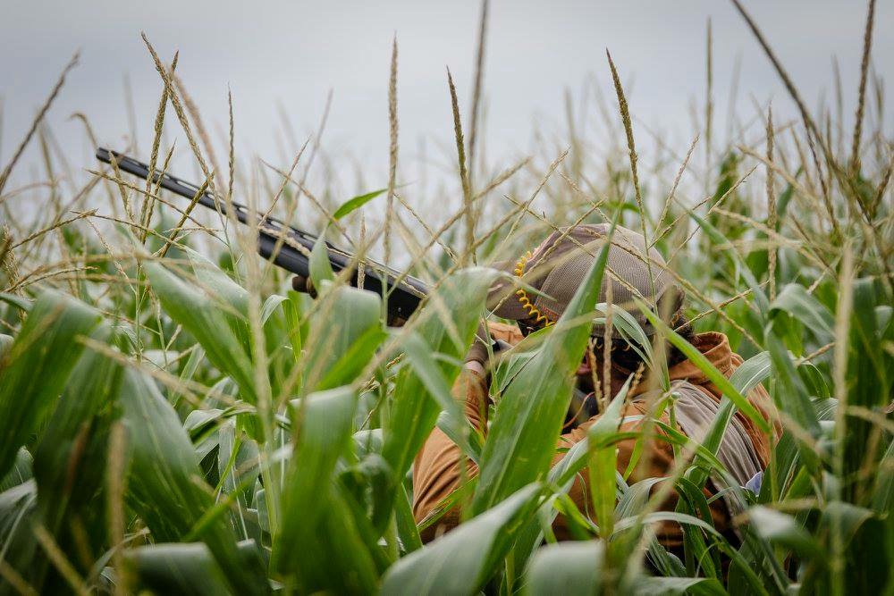 pointerwingsarg's tweet photo. Hiding and ready! #WeLoveWhatWeDo #pointeroutfitters #pointerargentina #wingshooting https://t.co/mq06bJ6Nzj
