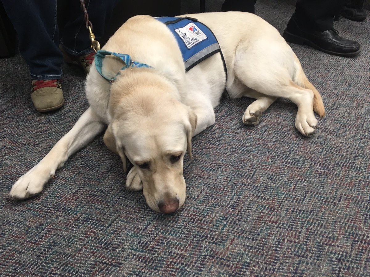 LilyWuKansas's tweet photo. Several guests at the @WichitaPolice daily briefing, including Laddy, the courtroom/victim assistance dog! #interwatch #wpd https://t.co/ejj5smk6Ie