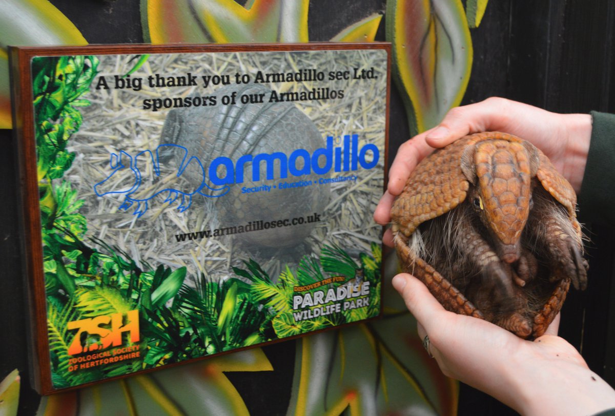 HertsZoo's tweet image. A huge thank you to @armadillosec for #sponsoring our ZSH charity launch over the weekend and our Armadillos Dr Mambo and Charlie (pictured)