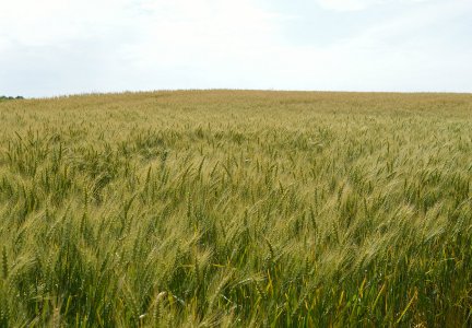 GrainSA's tweet photo. Potential revival of the South African wheat industry https://t.co/MjzVpZCuqb #wheat #AgriSA #GrainSA #landbou #agriculture via @worldgrain https://t.co/OaMzt8wsKF