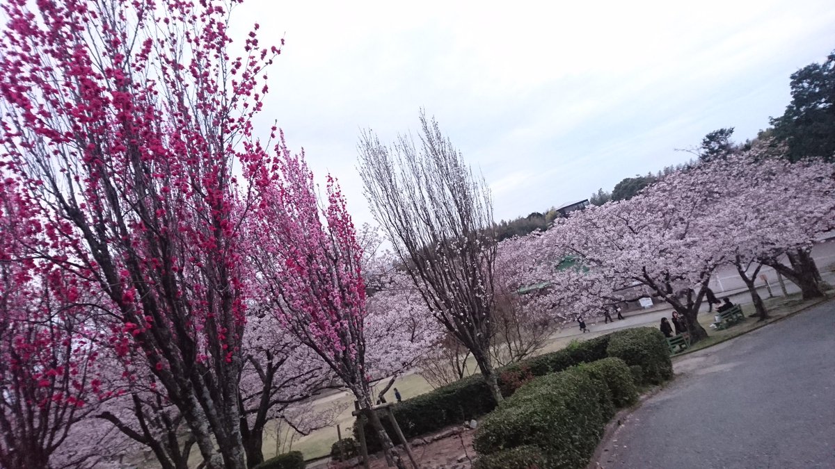 みずほ 宮地嶽神社でお花見 桜と箒桃のコラボレーション すごいきれいだった よい気分転換になりました