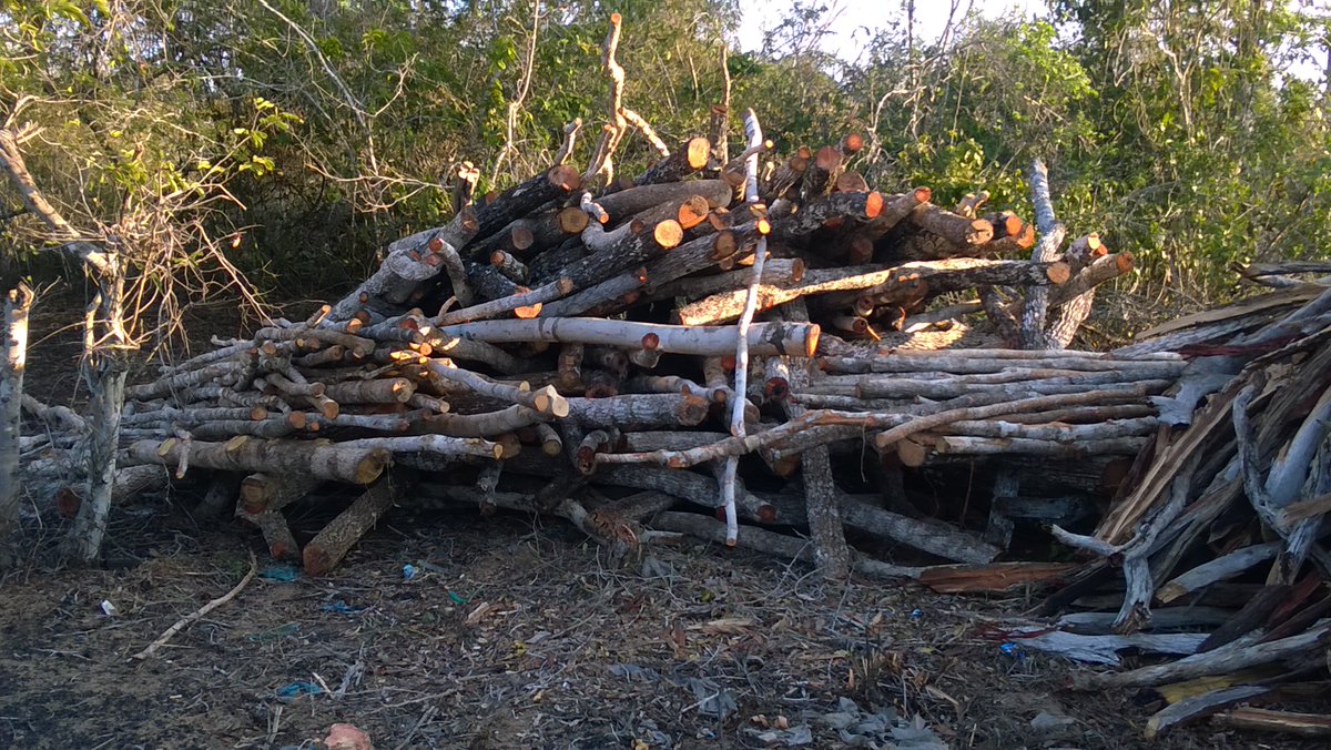 ckthoya's tweet photo. @governorkingi desertification is killing Kilifi. We need alternative economic activities. I have ideas. Drought &amp; famine can be stopped! https://t.co/bDIhfjACia