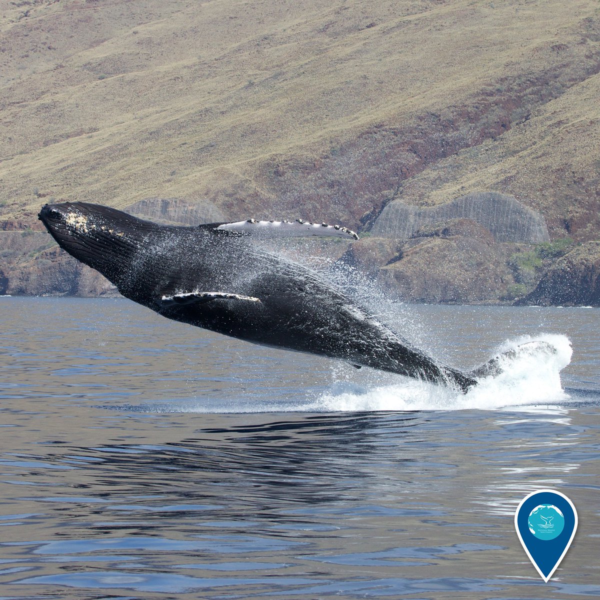 sanctuaries's tweet image. Woohoo! You're halfway through the week. 🐋 Celebrate and do a little jump like this humpback whale in @Hihumpbackwhale #EarthIsBlue