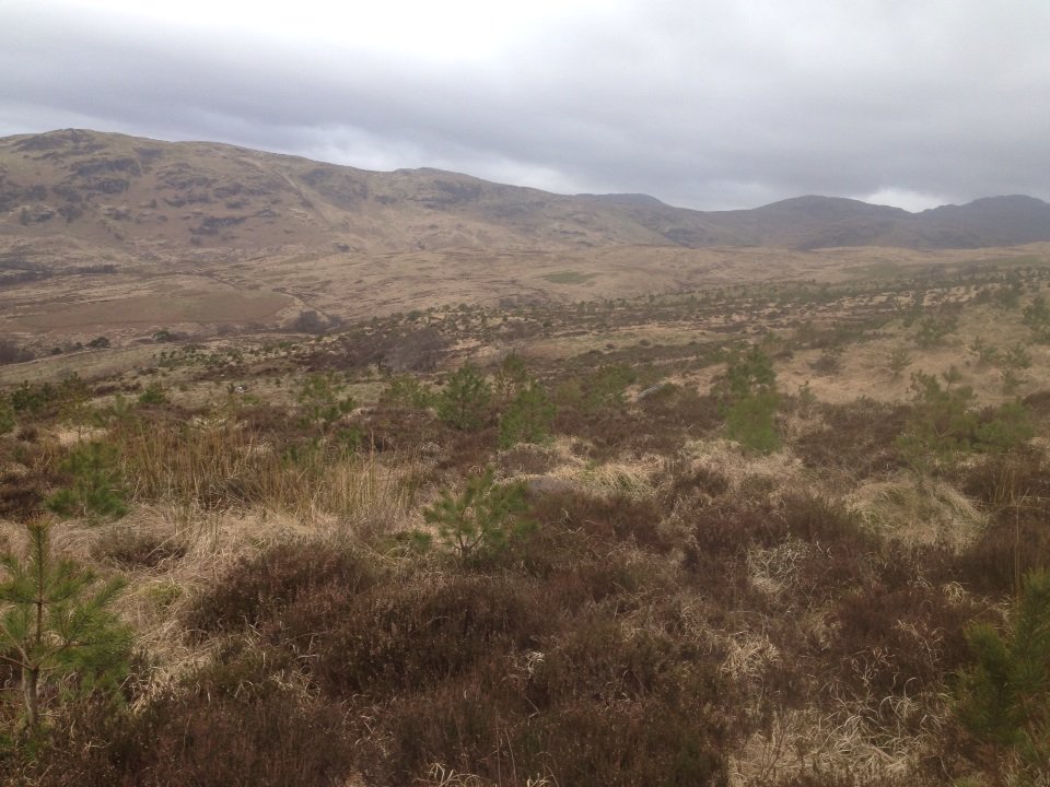 The trees are growing...