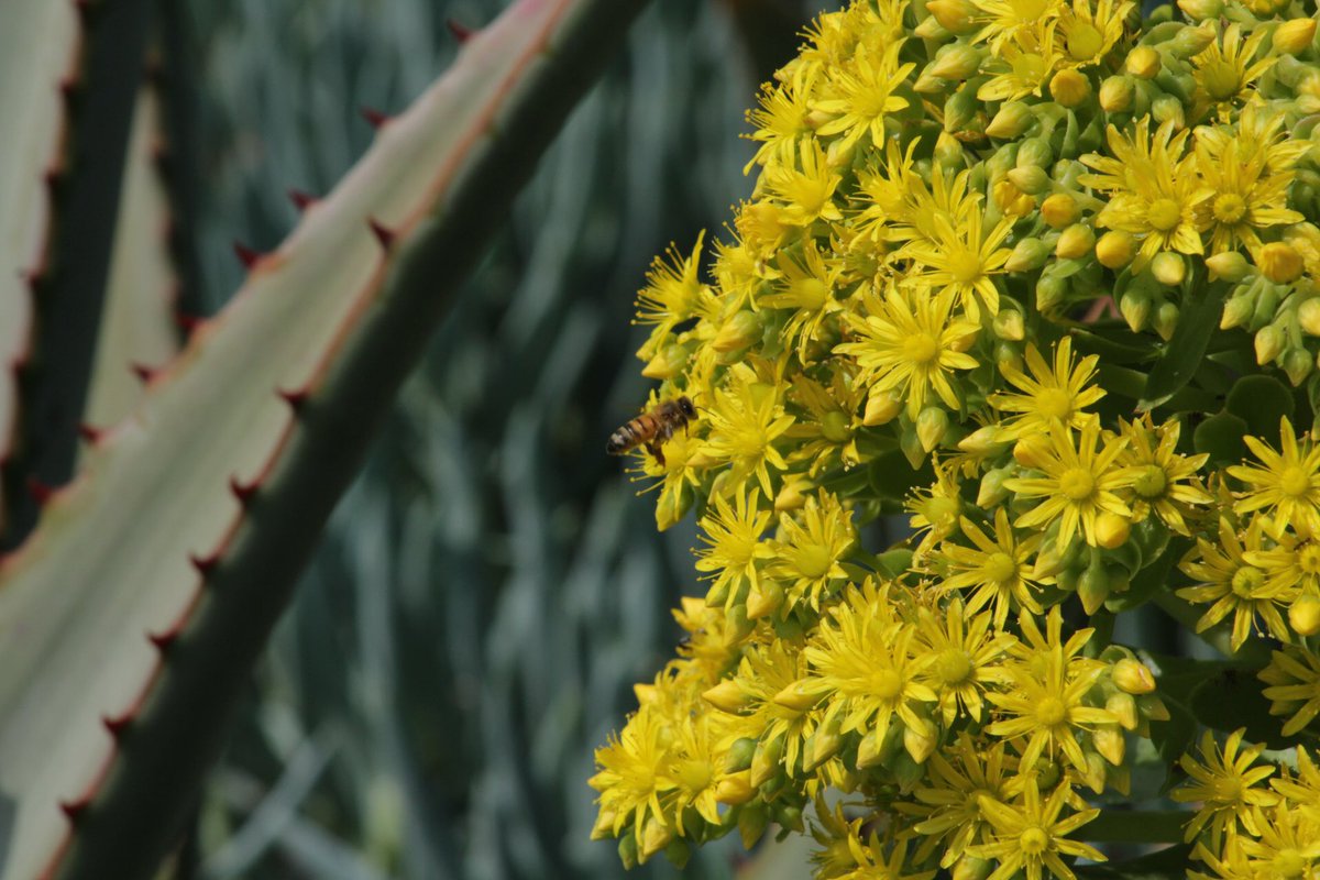 MyGodsCreations's tweet photo. Beautiful picture i took on Monday #Canon #bee #Nature #photography #CanonPhotos @CanonUSAimaging https://t.co/67AAM1LbPH