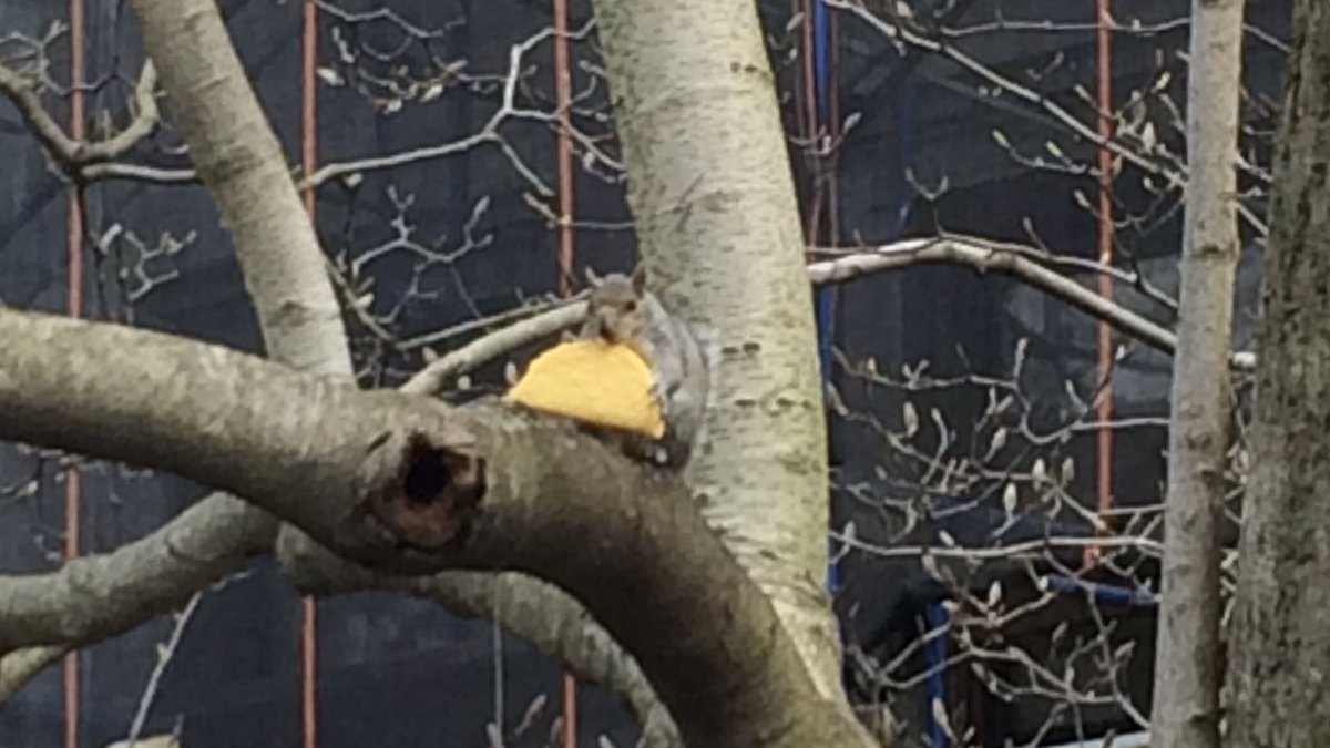 Move over, Pizza Rat.