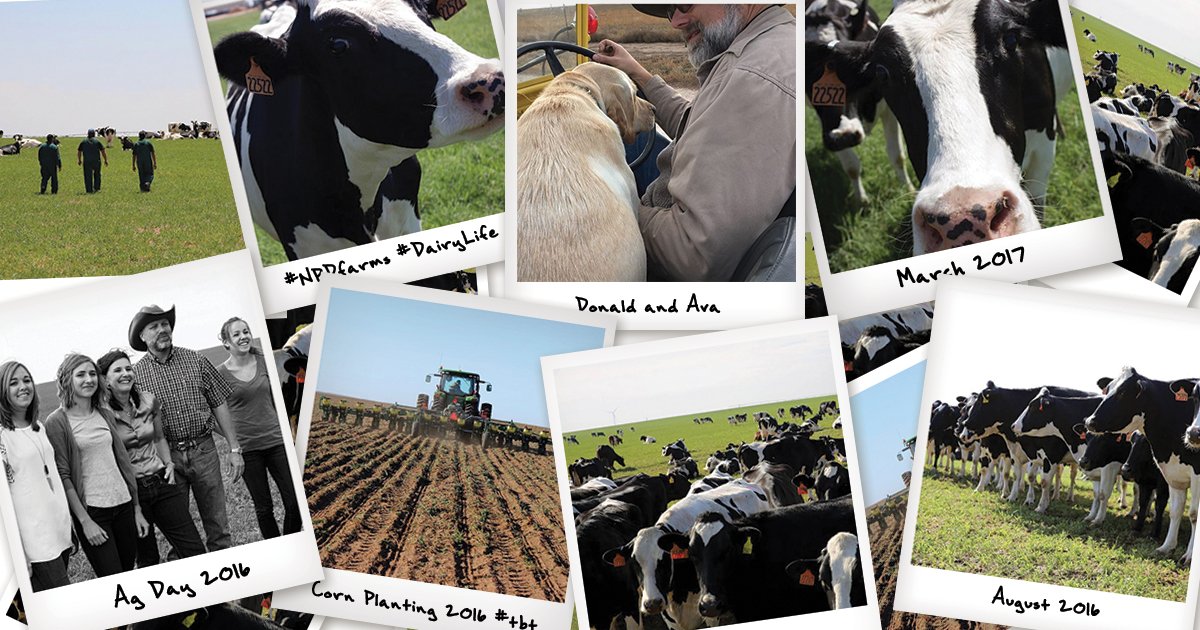 On Instagram? Follow us there <a href="/npdfarms/">NaturalPrairieDairy</a> for scenes from life on the farm, and a whooooole lotta cow pics.) instagram.com/npdfarms/