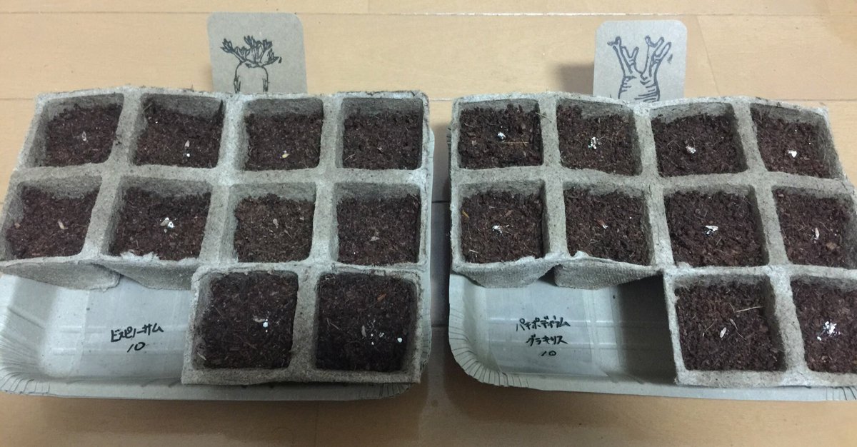 渚 Nagisa 種を撒いて発芽促進剤のルートンをまぶして完成 この土の量だと乾くの早そう W 腰水するかは明日の朝の土の乾き具合を見て決めようと思います パキポディウム ビスピノーサム グラキリス