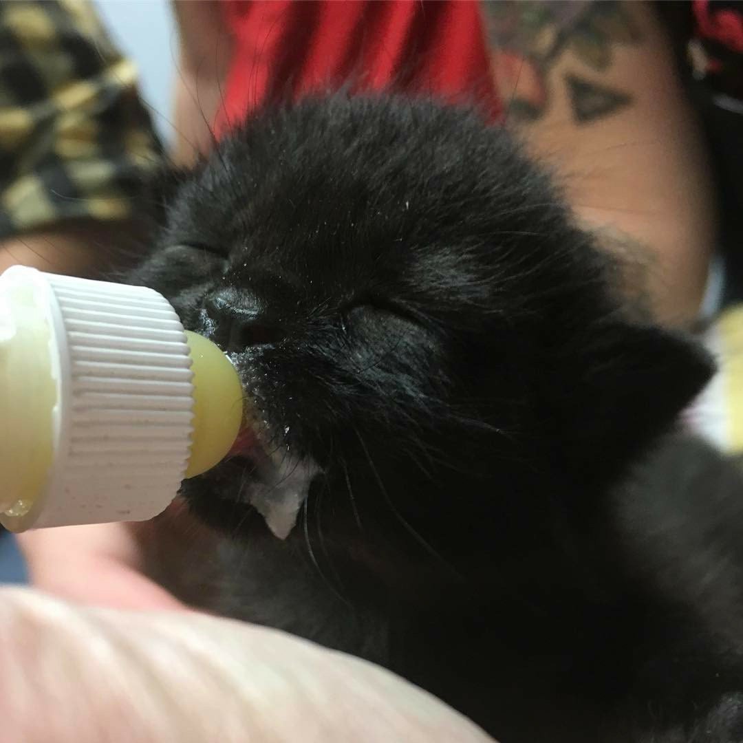 humaneworldorg's tweet photo. Need we say more? πΒ Just another day in the life for our friends at Alachua County Humane Society! #HSUSEPP https://t.co/UY1BzcVRdY
