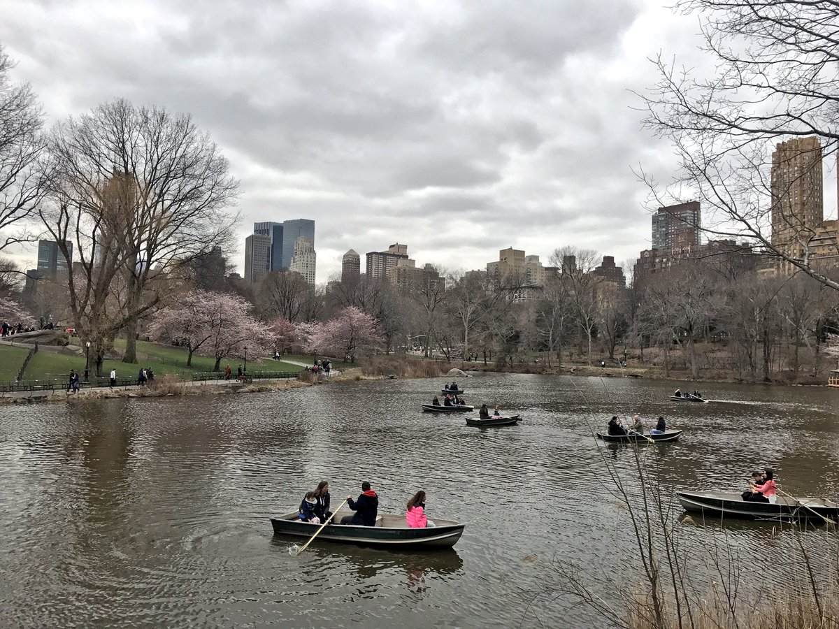 MichaelJFranco1's tweet photo. Spring's Here's the current view from Bow Bridge @CentralParkNYC — Cherry Hill is looking colorful! 🌸 https://t.co/faPN3WFQ75