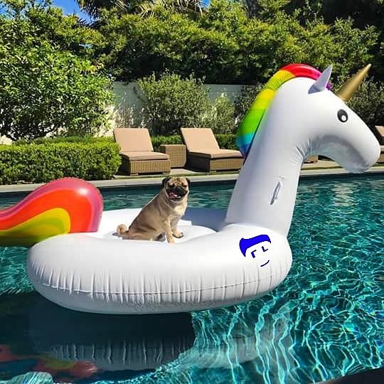 FranLara__'s tweet photo. Living summer 🐶🌟🌴🌊🌞🏄 #PapiPug #pug🐶 #PugStyle #Summer https://t.co/aEq6kKIhab