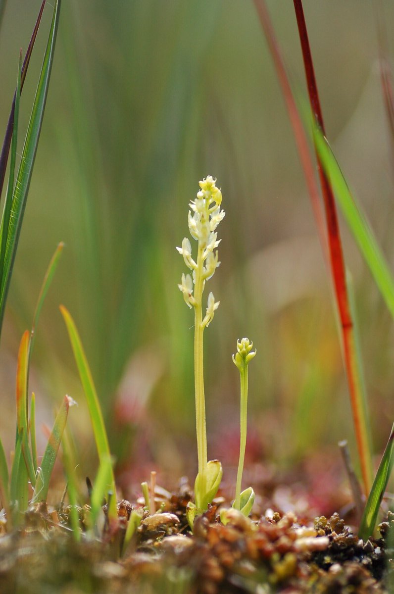 In the orchid there were midges: what to do and how to get rid of them In the orchid there were midges: what to do and how to get rid of them