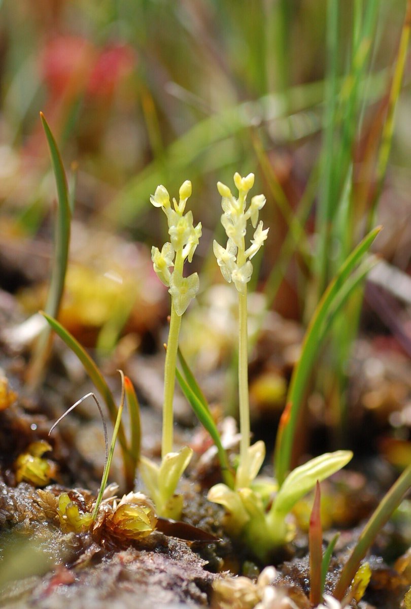 In the orchid there were midges: what to do and how to get rid of them In the orchid there were midges: what to do and how to get rid of them