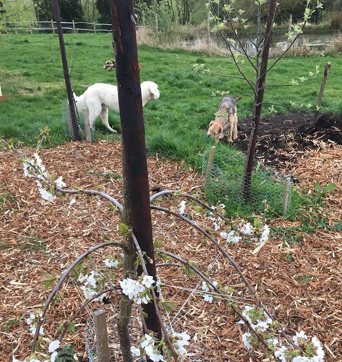 KFSimonBiddulph's tweet photo. Spring!! Love it!! #simonscountrypad @TheMontyDon @montysdognigel @KF_HomeCounties #ordersin #kent #gardenofengland https://t.co/JfLkZjjVPZ
