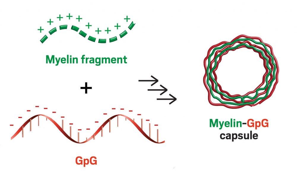 Two new biomaterials are designed to tell rogue immune cells-like in #MS- to stand down. ow.ly/sK7k30aB4Fs From <a href="/acsnano/">ACS Nano</a> #ACSSanFran