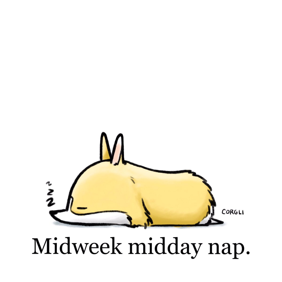 corgli's tweet photo. ☀️ Zzz https://t.co/i4FFL8hLnR