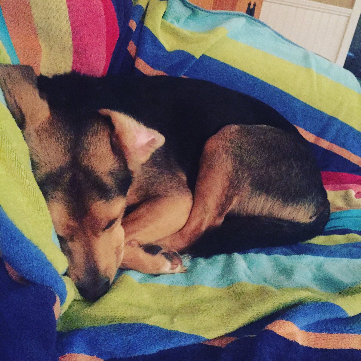 SamanthaDWhite3's tweet photo. All the rain and thunder and Banjo is over here like ๐ด๐ด๐ด #whatstorms #nothinginterruptsmynaps #sleepypup https://t.co/DxpF0gRh5B