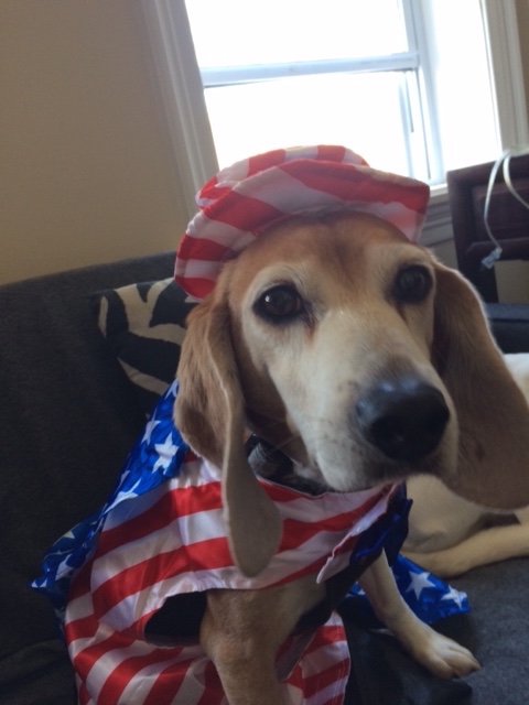 One month from today. . .do not miss this sweet face in his Uncle Sam costume.  redwhiteandbeagle.com/tickets