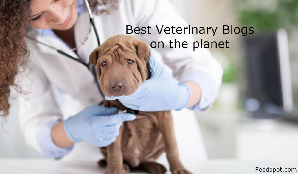 bowmanville vet bowmanville vet