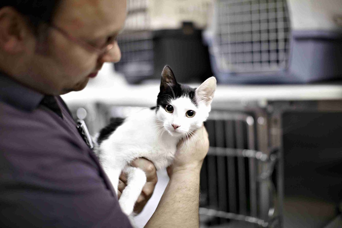 BritishVets's tweet photo. #Wewishyouknew it's better to have insurance and not need it, than to need insurance and not have it #5petneeds https://t.co/gz9Q9m0RFl