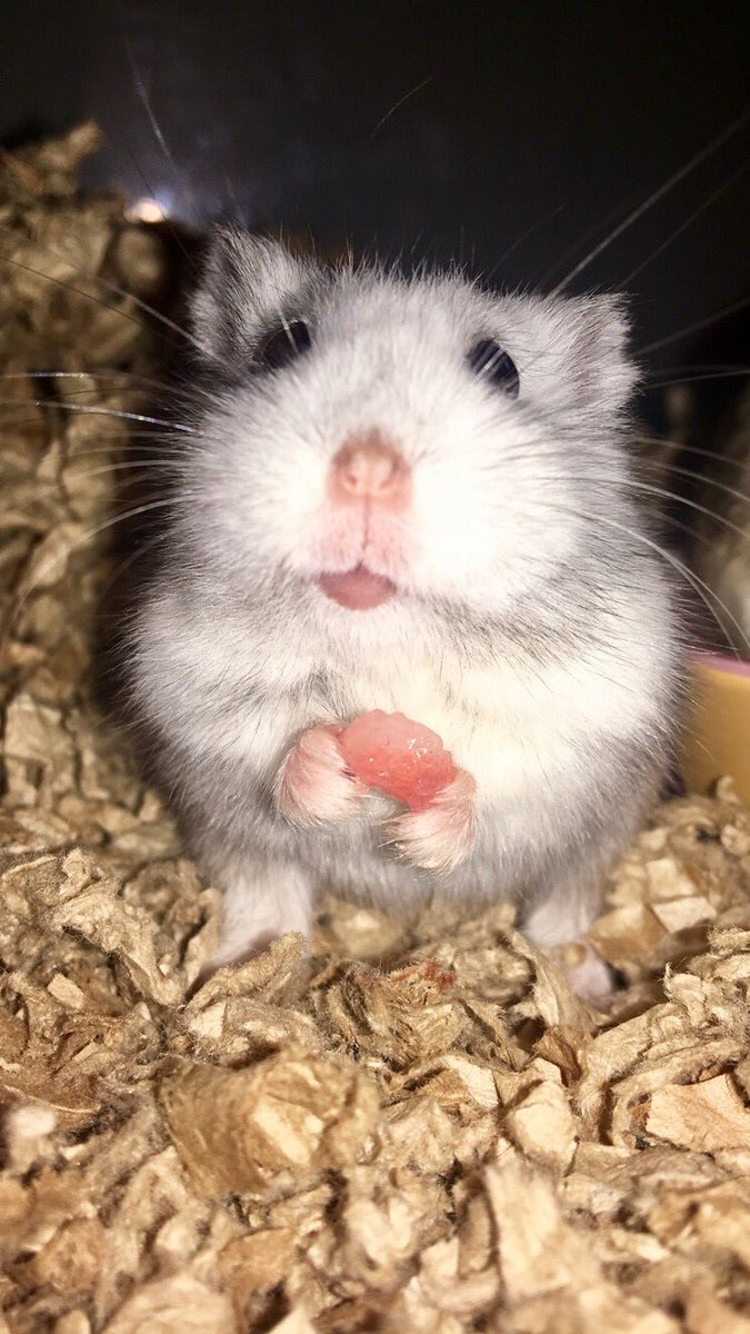 hellurrhelen's tweet photo. Why is my hamster more photogenic than I am? @CuteEmergency https://t.co/jXfESO1aD8