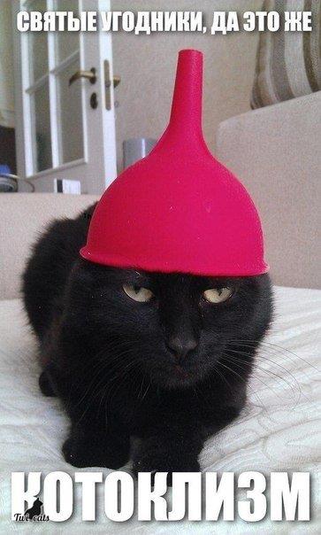 twi_cats's tweet photo. https://t.co/PMjVaC4u0g