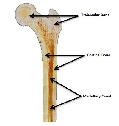 weird_sci's tweet image. Your femur has a higher load bearing strength than a steel rod of the same weight.