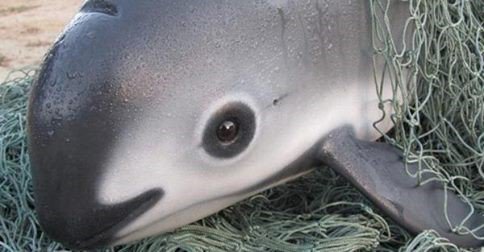 RacingXtinction's tweet photo. This porpoise urgently needs our help to remain on the planet: https://t.co/ZwDu6vMs21

#BoycottMexicanShrimp #SaveTheVaquita https://t.co/Jvi3chptS3